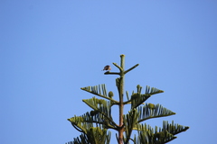 Haemorhous mexicanus