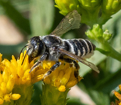 Megachiloides