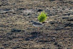 Charadrius wilsonia