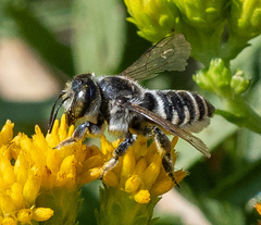 Megachiloides