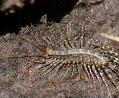 Allothereua maculata