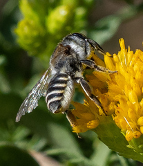 Megachiloides