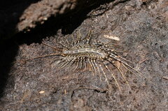 Allothereua maculata