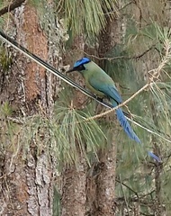 Momotus aequatorialis