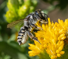 Megachiloides