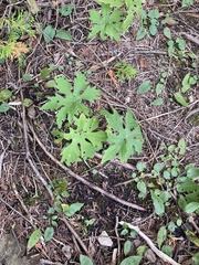 Petasites frigidus