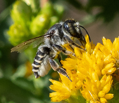 Megachiloides