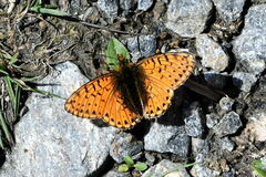 Boloria pales