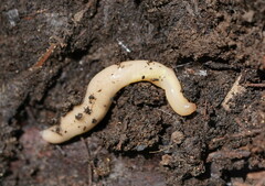 Argonemertes australiensis