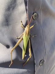 Coryacris angustipennis