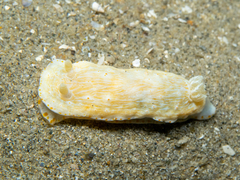 Goniobranchus epicurius
