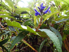 Salvia corrugata