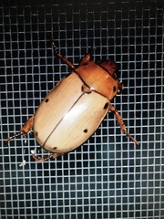 Pelidnota punctata