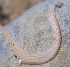 Baseodiscus delineatus