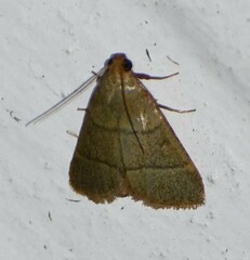 Hypsopygia nostralis