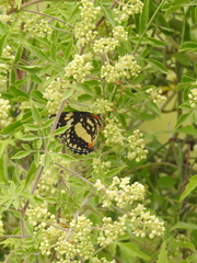 Serjania brachycarpa