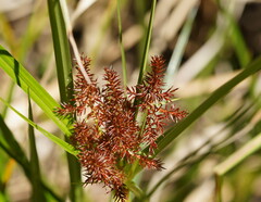 Cyperus lucidus