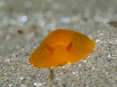 Doriopsilla carneola