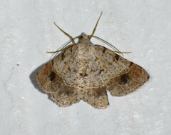 Frederickia subterminata