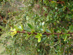 Berberis lutea