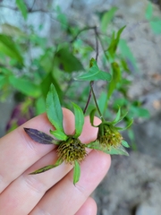 Bidens frondosa