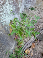 Bidens frondosa