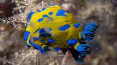 Tambja verconis
