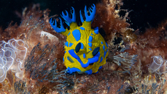 Tambja verconis