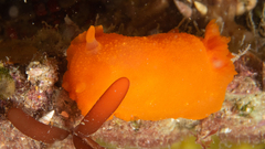 Doriopsilla carneola