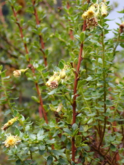 Monticalia arbutifolia