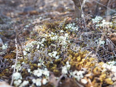 Cladonia foliacea