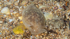 Pleurobranchaea maculata