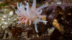 Phyllodesmium serratum