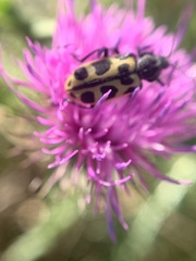 Astylus atromaculatus