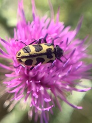 Astylus atromaculatus