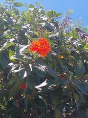 Cordia sebestena
