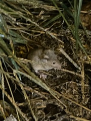 Peromyscus maniculatus