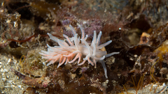 Phyllodesmium serratum