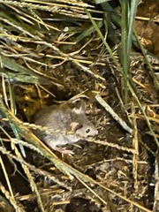 Peromyscus maniculatus