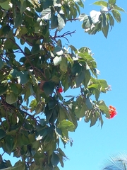 Cordia sebestena