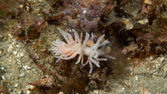 Phyllodesmium serratum