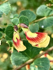Bossiaea webbii