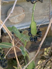 Smilax campestris