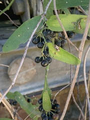 Smilax campestris