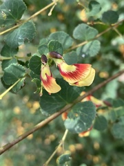 Bossiaea webbii