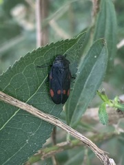 Cercopidae