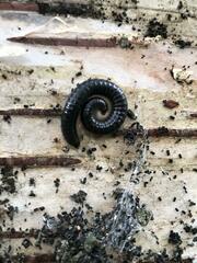 Diplopoda
