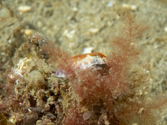 Chromodoris alternata