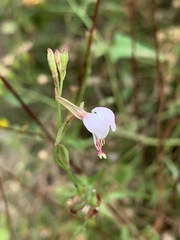Oenothera podocarpa