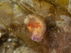Chromodoris alternata